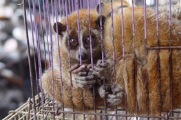 WCS Calls for Closing Live Animal Markets that Trade in Wildlife in Wake of Coronavirus Outbreak